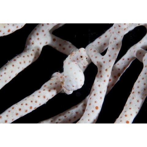 Indonesia, Raja Ampat Pygmy seahorse by coral Black Modern Wood Framed Art Print by Shimlock, Jones