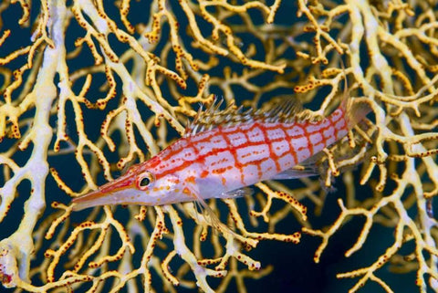 Indonesia, Raja Ampat Hawkfish amid sea fan Black Ornate Wood Framed Art Print with Double Matting by Shimlock, Jones