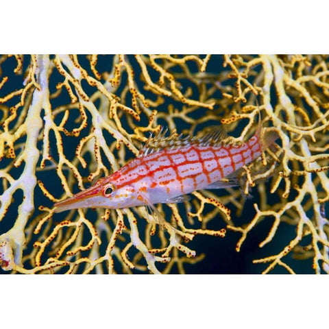 Indonesia, Raja Ampat Hawkfish amid sea fan Black Modern Wood Framed Art Print by Shimlock, Jones