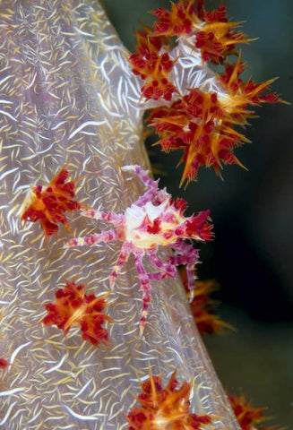 Indonesia Decorator crab blends with soft coral Black Ornate Wood Framed Art Print with Double Matting by Shimlock, Jones