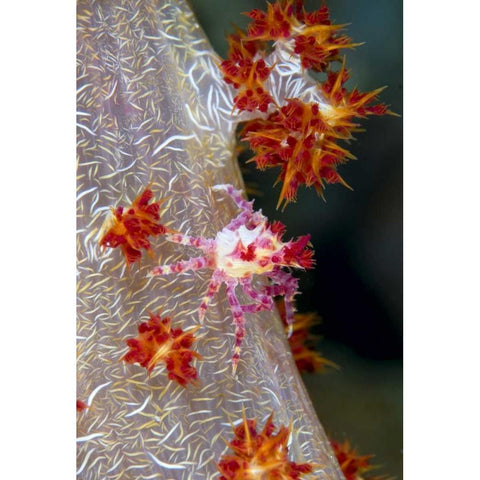Indonesia Decorator crab blends with soft coral Gold Ornate Wood Framed Art Print with Double Matting by Shimlock, Jones