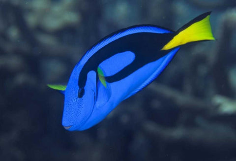 Indonesia, Raja Ampat Palette surgeonfish White Modern Wood Framed Art Print with Double Matting by Shimlock, Jones