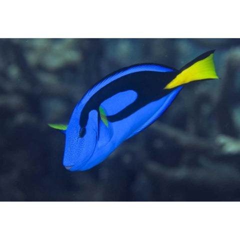 Indonesia, Raja Ampat Palette surgeonfish Black Modern Wood Framed Art Print with Double Matting by Shimlock, Jones