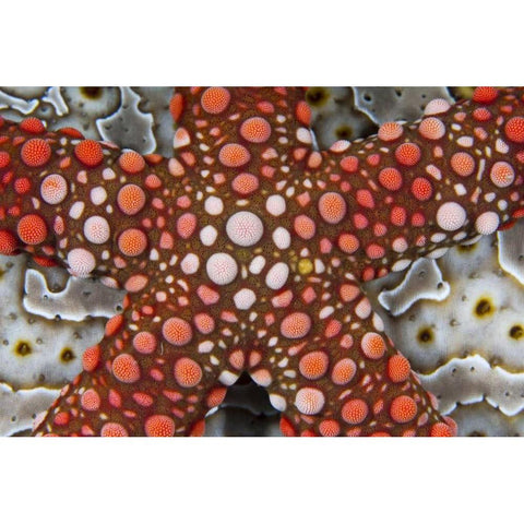 Indonesia Sea star over a sea cucumber Black Modern Wood Framed Art Print with Double Matting by Shimlock, Jones