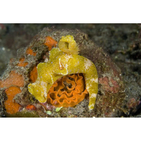 Indonesia A nudibranch with an imperial shrimp Black Modern Wood Framed Art Print with Double Matting by Shimlock, Jones