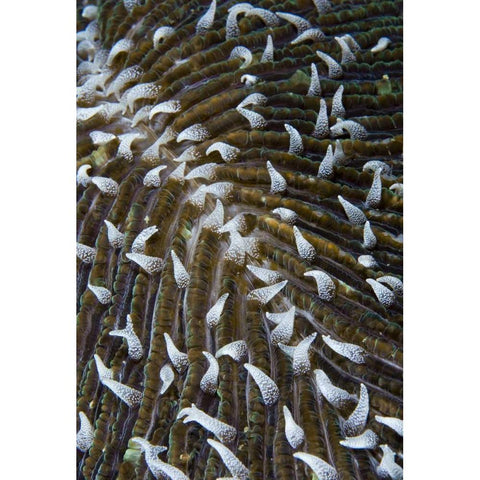 Indonesia, Raja Ampat Close-up of mushroom coral Black Modern Wood Framed Art Print by Shimlock, Jones