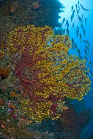 Sea fan or gorgonian coral, Raja Ampat, Indonesia Black Ornate Wood Framed Art Print with Double Matting by Shimlock, Jones