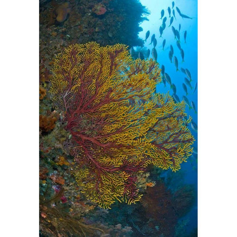 Sea fan or gorgonian coral, Raja Ampat, Indonesia Black Modern Wood Framed Art Print by Shimlock, Jones