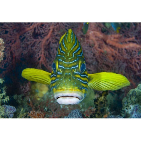 Lined sweetlip fish amid coral, Indonesia Black Modern Wood Framed Art Print by Shimlock, Jones