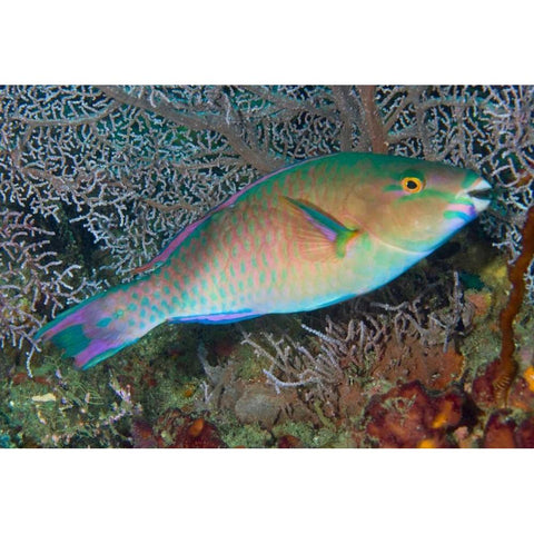 Indonesia, Raja Ampat Chameleon parrotfish Black Modern Wood Framed Art Print with Double Matting by Shimlock, Jones