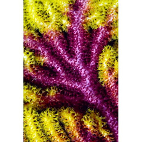 Sea fan coral, Misool, Indonesia White Modern Wood Framed Art Print by Shimlock, Jones