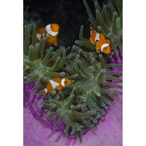 Indonesia Three clownfish swim among anemone Black Modern Wood Framed Art Print by Shimlock, Jones