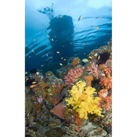 Indonesia, Misool, Boo Islands Reef scenic Gold Ornate Wood Framed Art Print with Double Matting by Shimlock, Jones