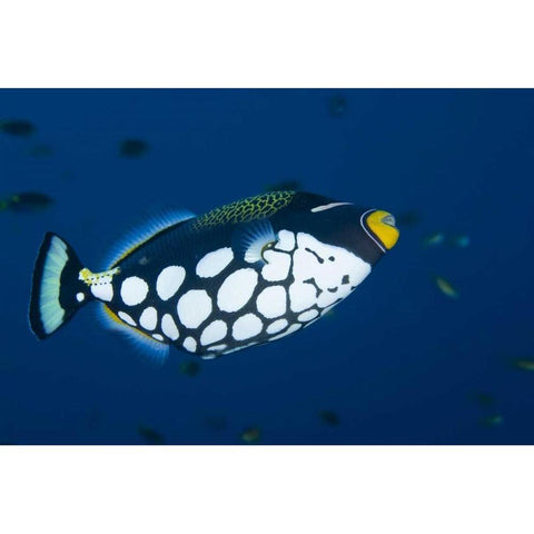 Indonesia, Raja Ampat Clown triggerfish Gold Ornate Wood Framed Art Print with Double Matting by Shimlock, Jones