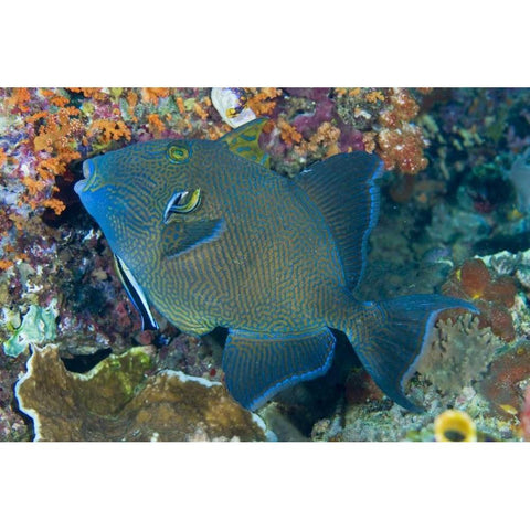 Indonesia Cleaner wrasse fish on coral reef White Modern Wood Framed Art Print by Shimlock, Jones