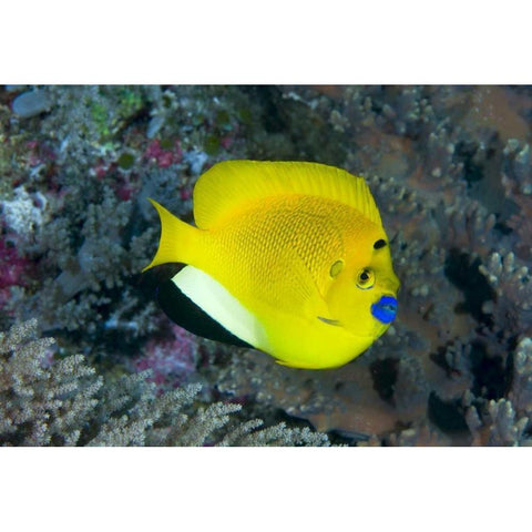 Indonesia Three spot angelfish swims amid coral Black Modern Wood Framed Art Print with Double Matting by Shimlock, Jones