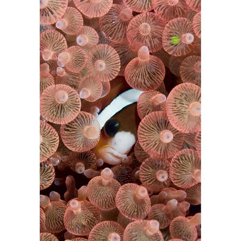 Indonesia A Clarks anemonefish peeking out Gold Ornate Wood Framed Art Print with Double Matting by Shimlock, Jones