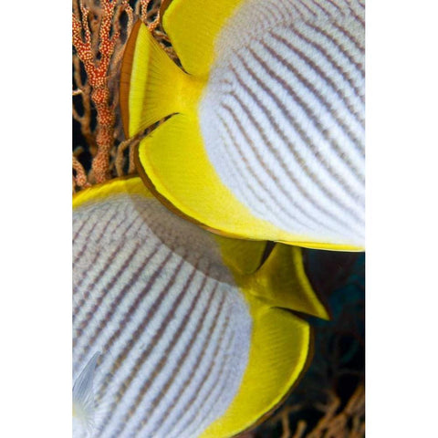 Indonesia The back halves of two butterflyfish Gold Ornate Wood Framed Art Print with Double Matting by Shimlock, Jones