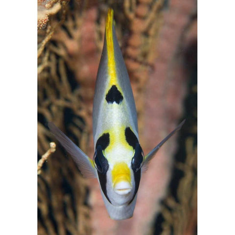 Indonesia, Raja Ampat Masked butterflyfish White Modern Wood Framed Art Print by Shimlock, Jones