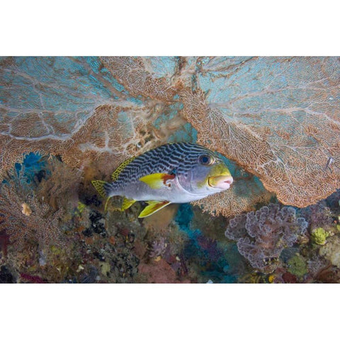 Indonesia Lined sweetlip fish and sea fan coral Black Modern Wood Framed Art Print with Double Matting by Shimlock, Jones