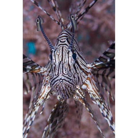 Poisonous Red lionfish, Raja Ampat, Indonesia Black Modern Wood Framed Art Print by Shimlock, Jones