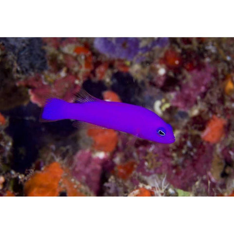 Indonesia, Raja Ampat A magenta dottyback fish Black Modern Wood Framed Art Print with Double Matting by Shimlock, Jones