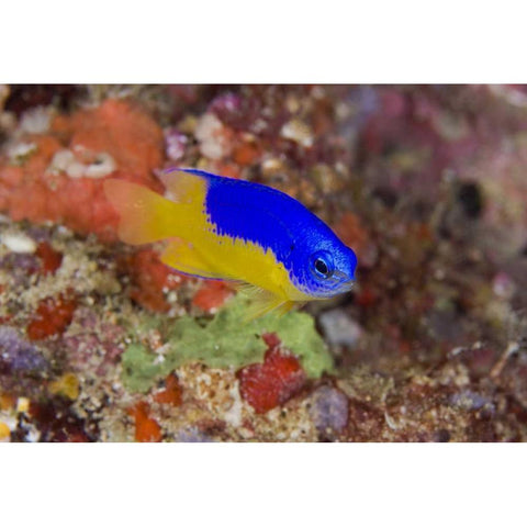 Indonesia Damselfish swims among coral reef White Modern Wood Framed Art Print by Shimlock, Jones