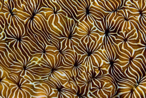 Abstract of hard coral, Raja Ampat, Indonesia White Modern Wood Framed Art Print with Double Matting by Shimlock, Jones