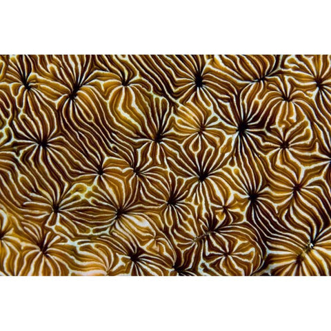 Abstract of hard coral, Raja Ampat, Indonesia Gold Ornate Wood Framed Art Print with Double Matting by Shimlock, Jones