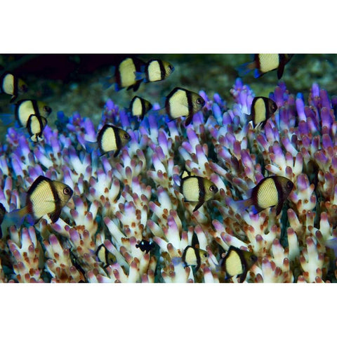 Indonesia Humbug fish in acropora coral colony White Modern Wood Framed Art Print by Shimlock, Jones