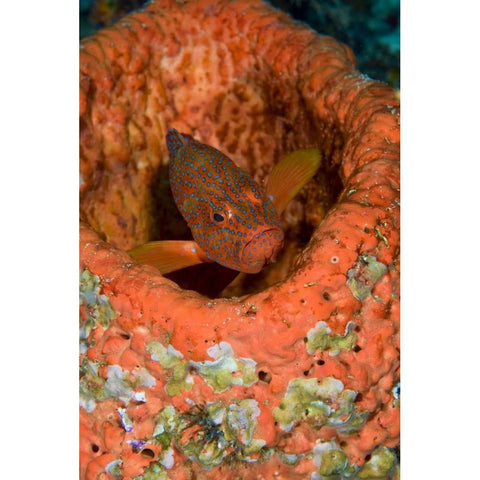 Indonesia, Raja Ampat Coral trout hides in coral Black Modern Wood Framed Art Print by Shimlock, Jones