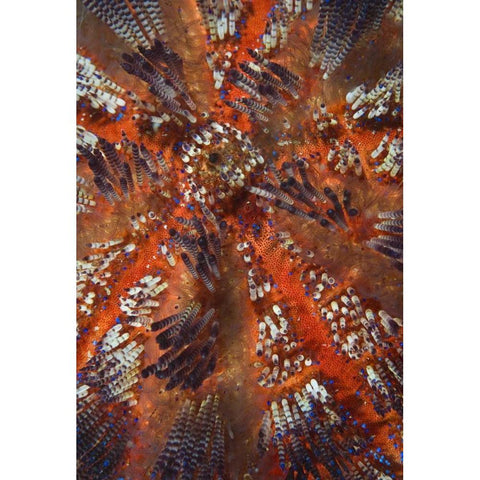 Indonesia, Raja Ampat Overview of sea urchin Black Modern Wood Framed Art Print with Double Matting by Shimlock, Jones