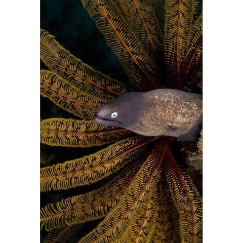 Indonesia A white-eye moray eel by coral Black Modern Wood Framed Art Print with Double Matting by Shimlock, Jones