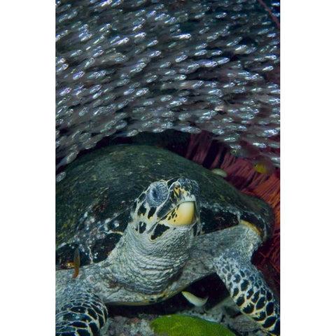 Indonesia Glassfish swim with a hawksbill turtle Black Modern Wood Framed Art Print by Shimlock, Jones