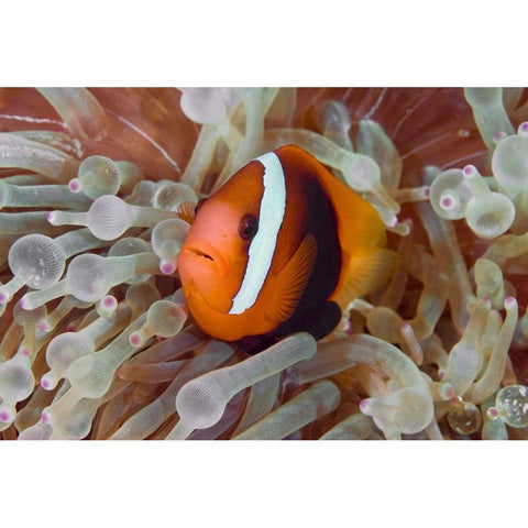 Anemonefish among poisonous tentacles, Indonesia Black Modern Wood Framed Art Print by Shimlock, Jones