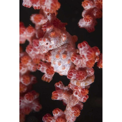 Indonesia A pygmy seahorse camouflage on coral White Modern Wood Framed Art Print by Shimlock, Jones