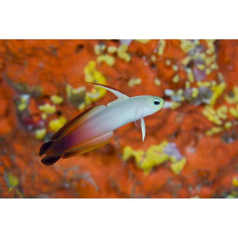 Indonesia, Raja Ampat A fire goby and coral White Modern Wood Framed Art Print by Shimlock, Jones
