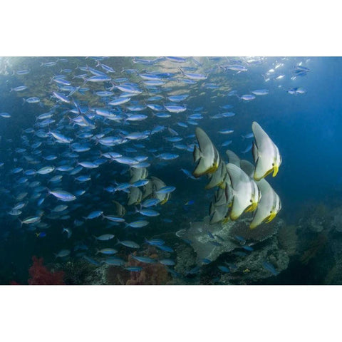 Indonesia Schooling fish in the Dampier Strait White Modern Wood Framed Art Print by Shimlock, Jones