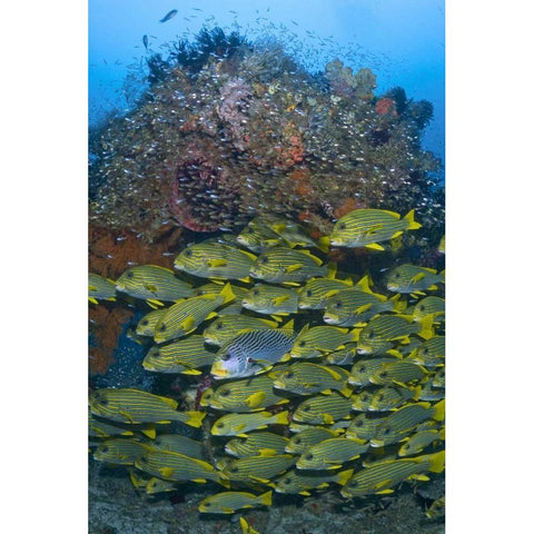 Ribboned sweetlips swimming past coral, Indonesia Gold Ornate Wood Framed Art Print with Double Matting by Shimlock, Jones