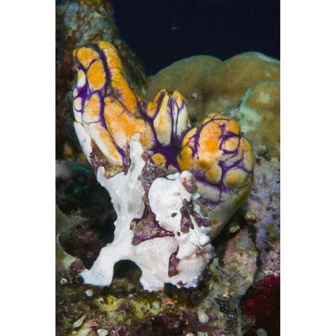 Indonesia Frogfish mimics a sea squirt Black Modern Wood Framed Art Print by Shimlock, Jones