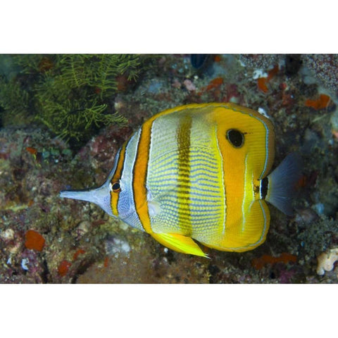 Indonesia, Raja Ampat Side view Butterflyfish Black Modern Wood Framed Art Print by Shimlock, Jones