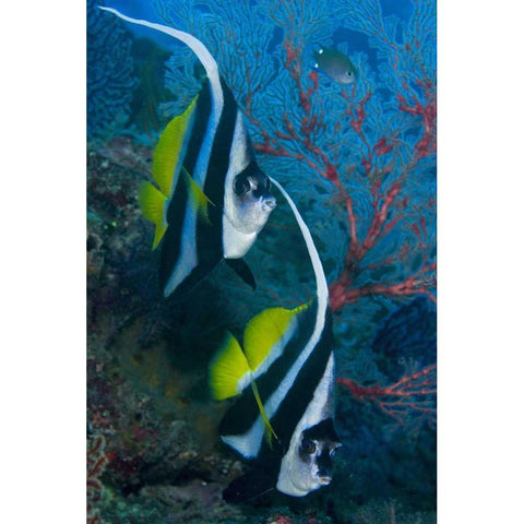 Indonesia Longfin bannerfish by sea fan coral Black Modern Wood Framed Art Print with Double Matting by Shimlock, Jones