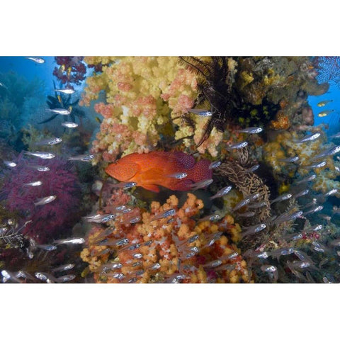 Indonesia Coral trout and glassfish by coral Gold Ornate Wood Framed Art Print with Double Matting by Shimlock, Jones