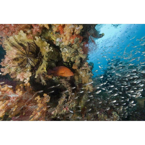 Indonesia Coral trout and glassfish by coral Gold Ornate Wood Framed Art Print with Double Matting by Shimlock, Jones