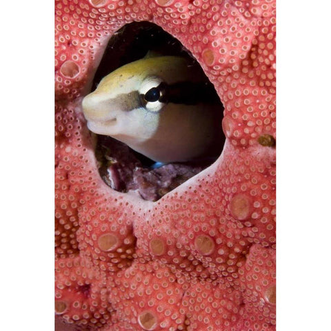 Lance blenny fish in a hole in coral, Indonesia White Modern Wood Framed Art Print by Shimlock, Jones