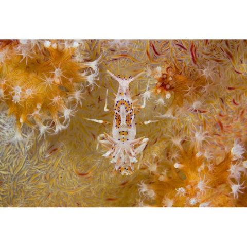 Indonesia Tiger shrimp and soft corals Black Modern Wood Framed Art Print with Double Matting by Shimlock, Jones