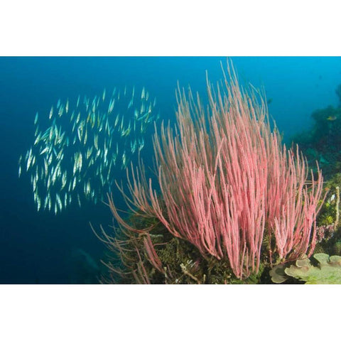 Indonesia, Buyat Bay Razorfish swim over coral Gold Ornate Wood Framed Art Print with Double Matting by Shimlock, Jones