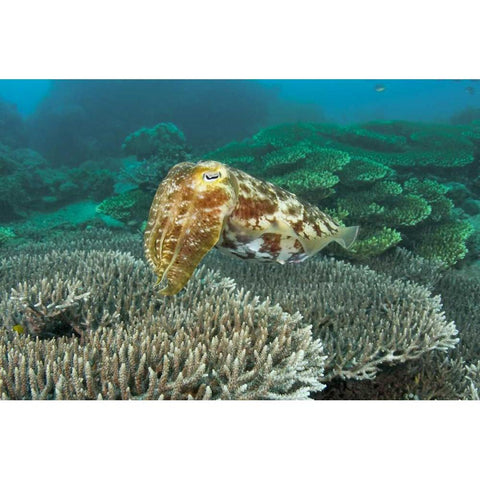 Cuttlefish, Buyat Bay, Sulawesi Island, Indonesia Gold Ornate Wood Framed Art Print with Double Matting by Shimlock, Jones