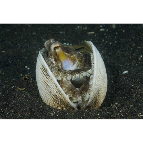 Indonesia, Lembeh Strait A marginated octopus White Modern Wood Framed Art Print by Shimlock, Jones