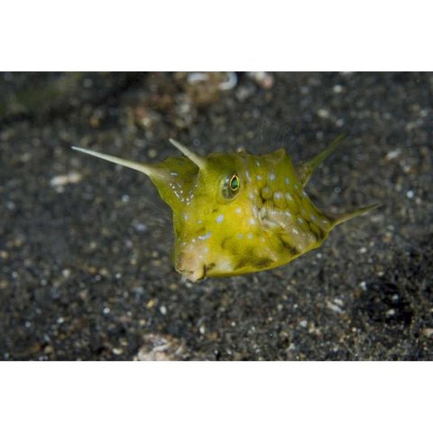 Indonesia, Lembeh Strait A cowfish White Modern Wood Framed Art Print by Shimlock, Jones